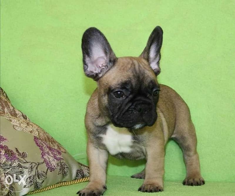 French bulldog Fawn Color in store & delivery/ dog كلاب 1