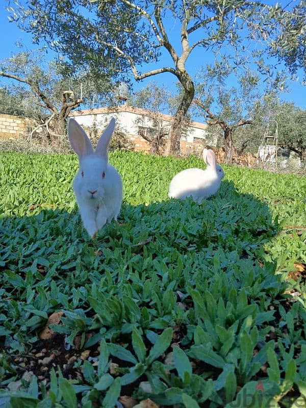Rabbits 0