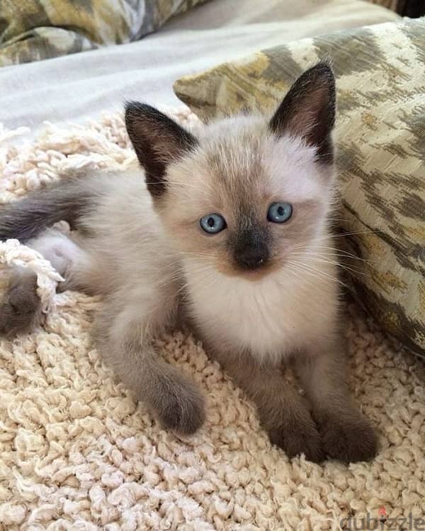 Pure breed Siamese high quality kitten available! Cat/Delivery/قطط 0
