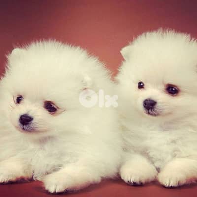 Adorable Pomeranian Spitz Puppies Small Size Dog Available In Store