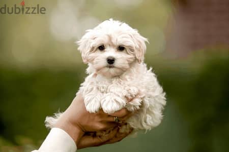 bichon Maltese