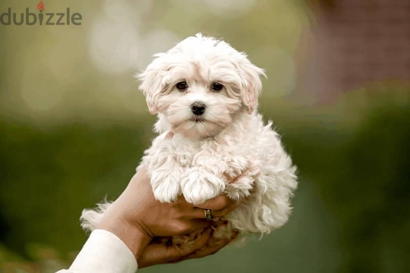bichon Maltese 0