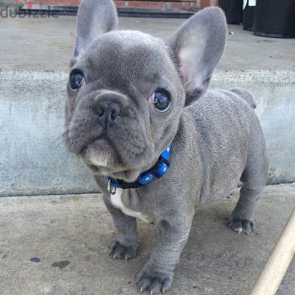 French Bulldog Blue Lilac Imported 0