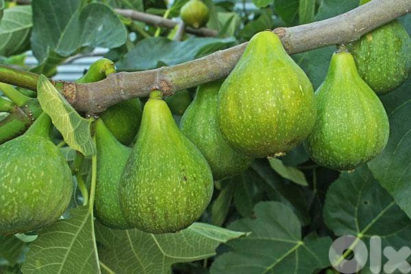 Italian premium fig 1