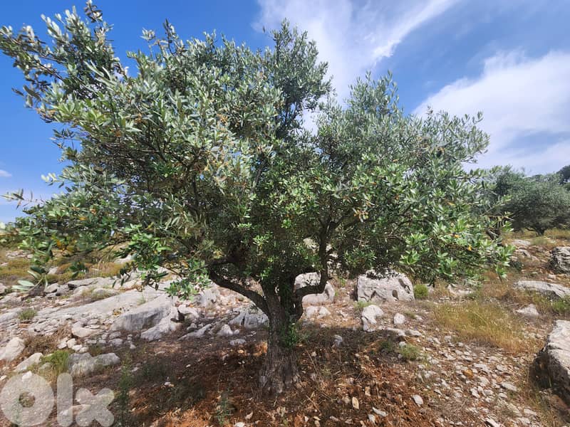 أرض للبيع او التبديل land for sale or trade 3