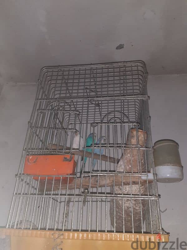 عواشق للبيع 0