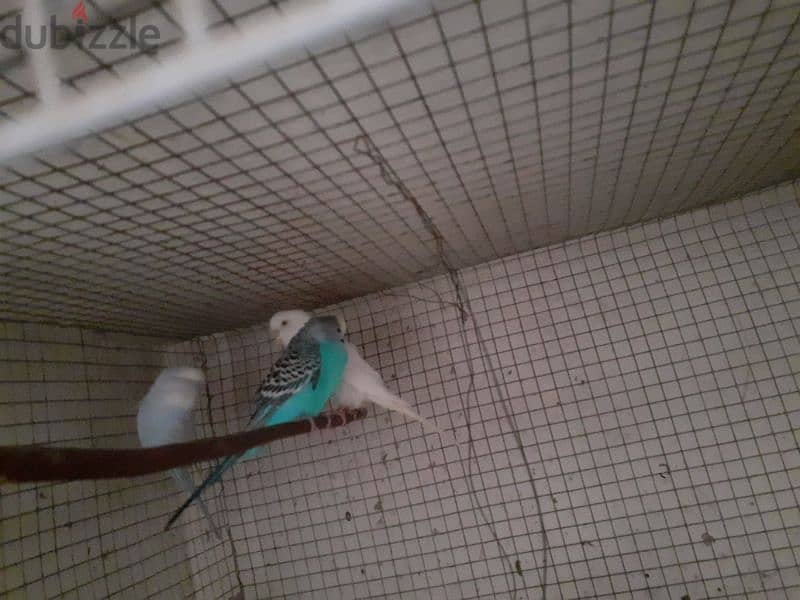 عواشق للبيع 1