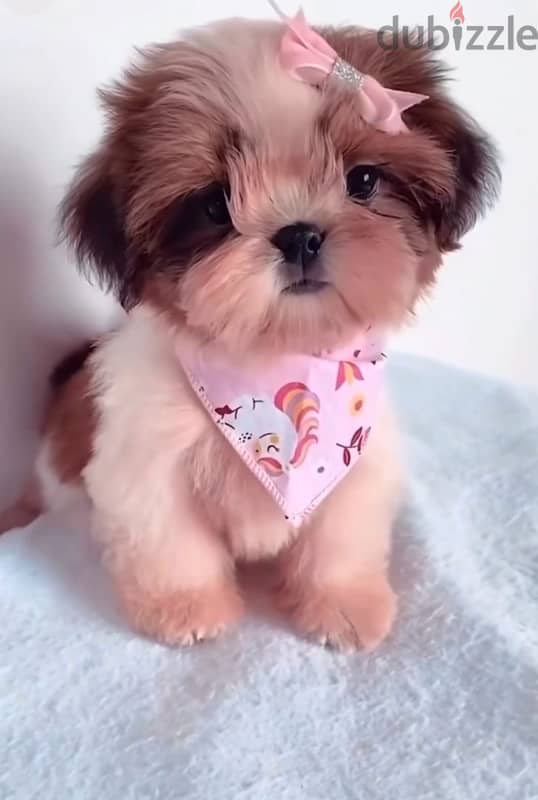 Shihtzu sweet cute pure puppy in store & Delivery كلب جرو 0