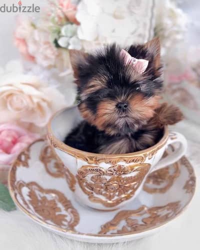 Yorkshire. Puppies Available in Store/ dog كلاب