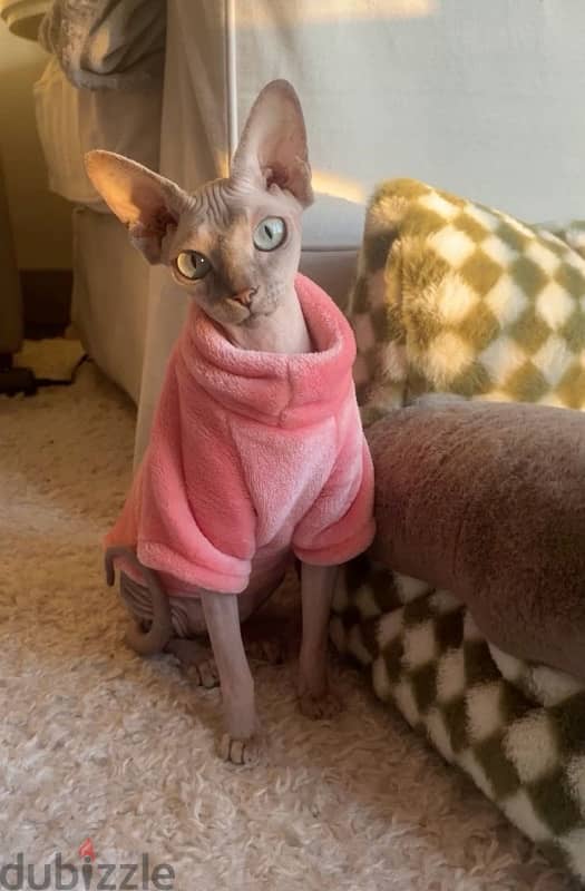 High quality pure Sphynx kitten Cat Delivery قطط 0