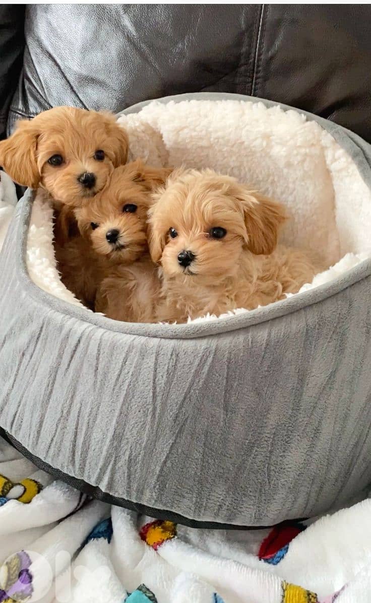 Sweet Maltipoo Puppies – Small, Friendly, and Ready to Join ur Family 0