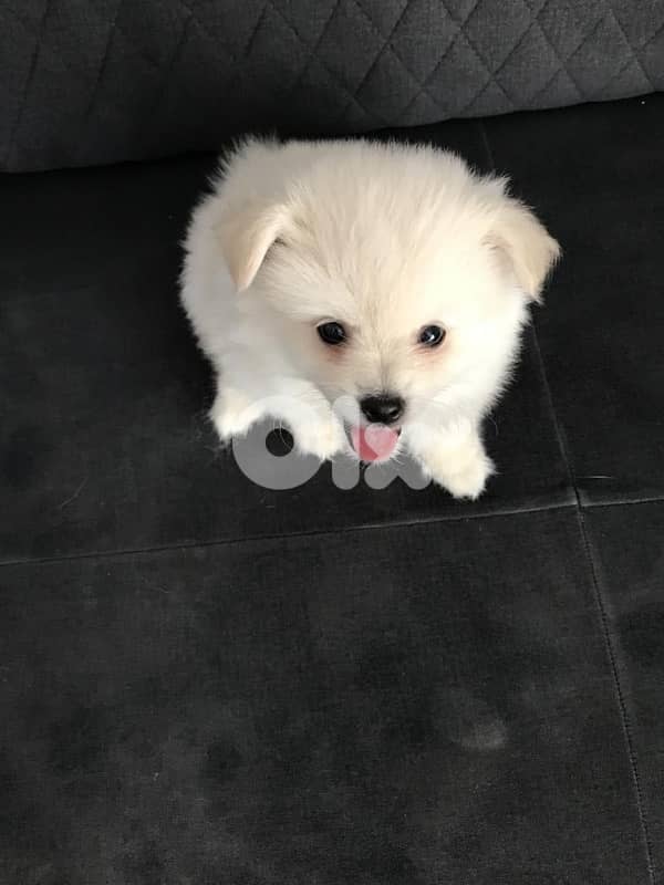 Mini Loulou Pomeranian Puppy available! Dog Delivery available كلاب 0