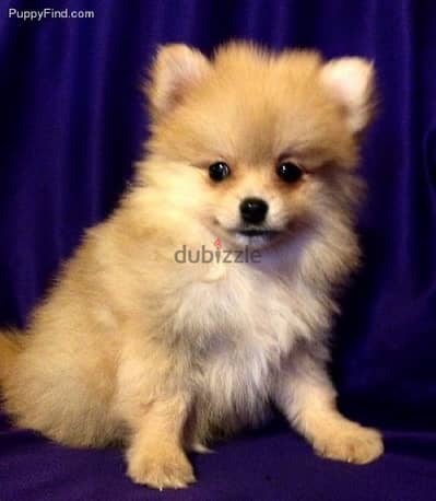 Pomeranian spitz Cutie LOVE