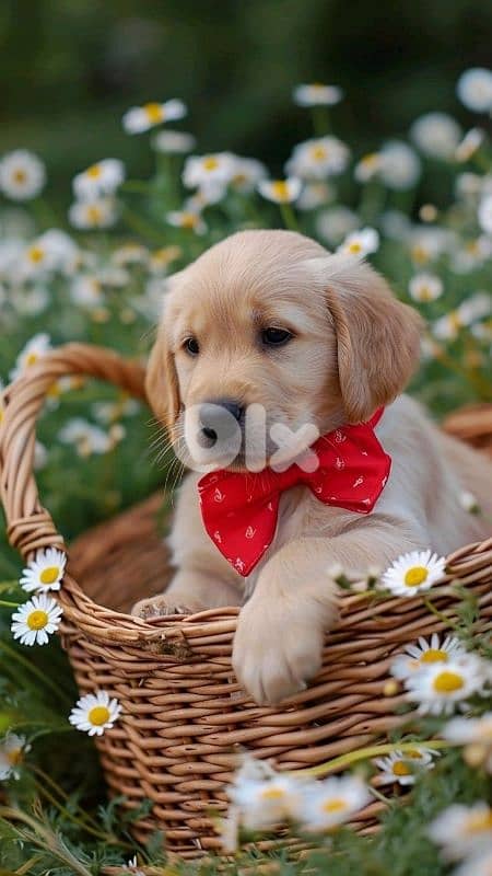Pure Golden Retriever Puppies Available/ dog كلاب 0
