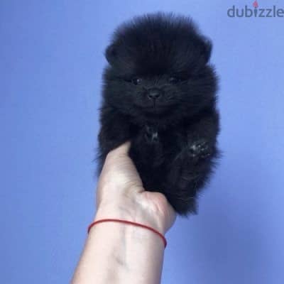 imported SMALLEST teacup pomeranian Puppy