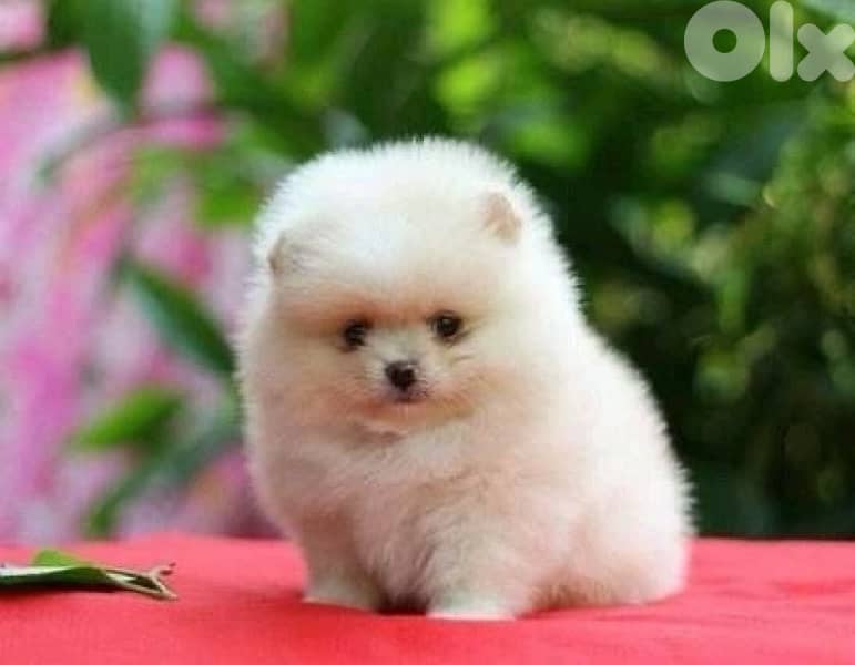 Pomeranian puppy imported smallest 0