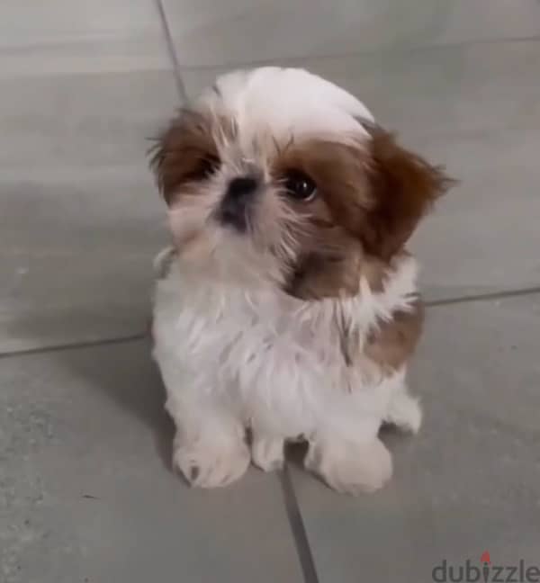 Fluffy & hypoallergenic ShihTzu cute puppy Importe. delivery, dog كلاب 0