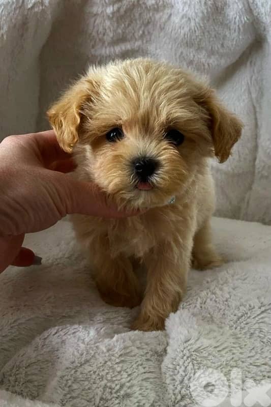 Imported toy maltipoo puppy 0