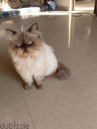 بسين هملايا تشوكلت بيور