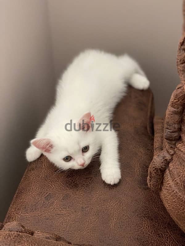 British kitten cuteness overloaded !! قطط 0