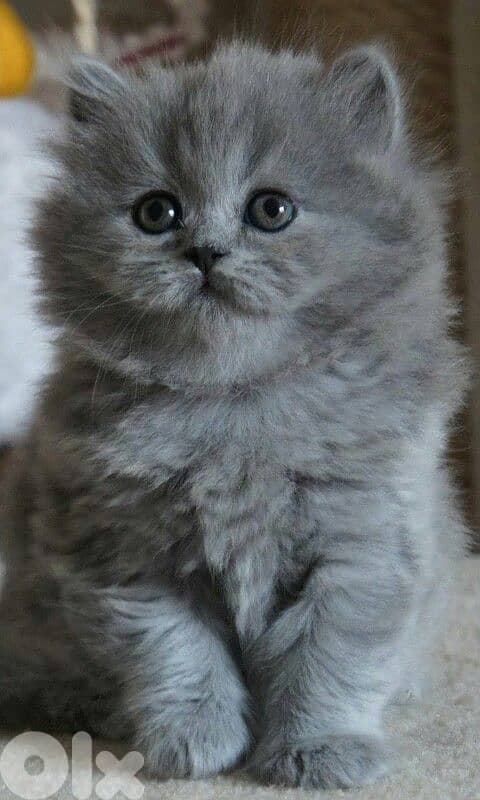 Adorable British Longhair Kitten Available/ Delivery/ cat قطط 0