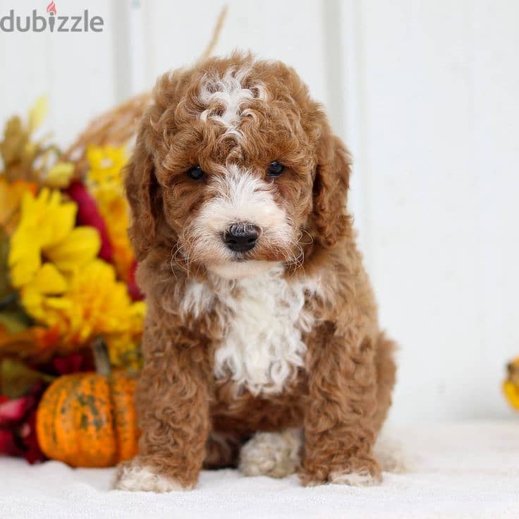 Mini Goldendoodle Unique Puppies Available/ dog كلاب كلب 0