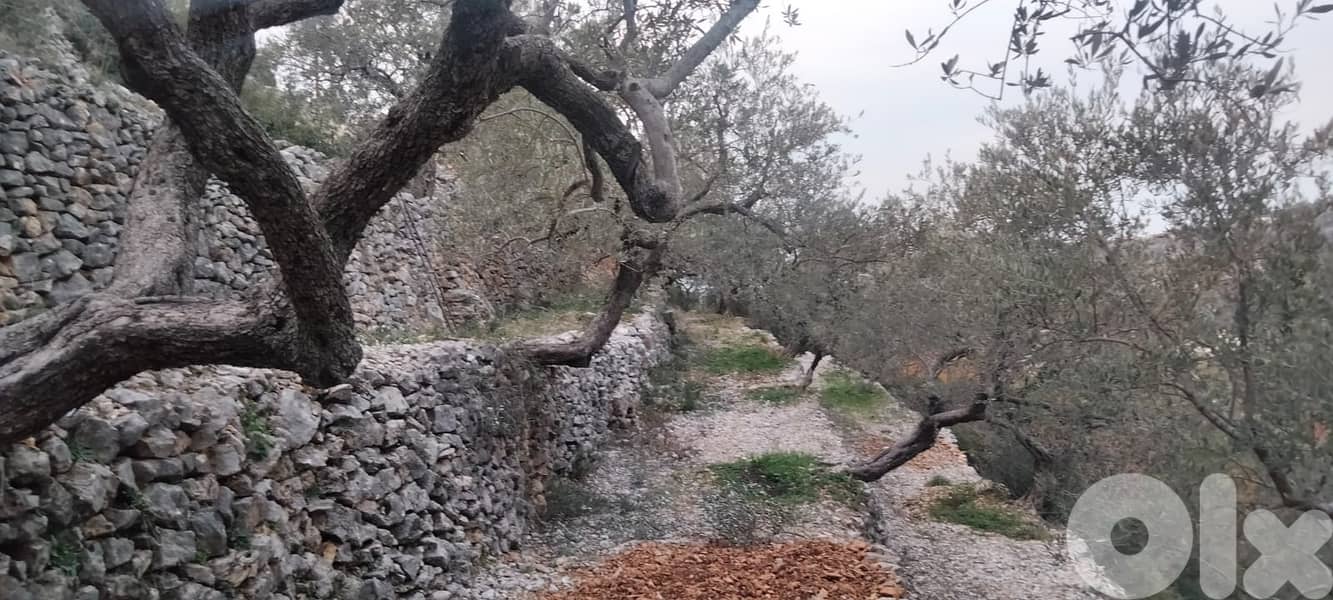 RWB132DL - Land for sale in Chabtine Batroun 8