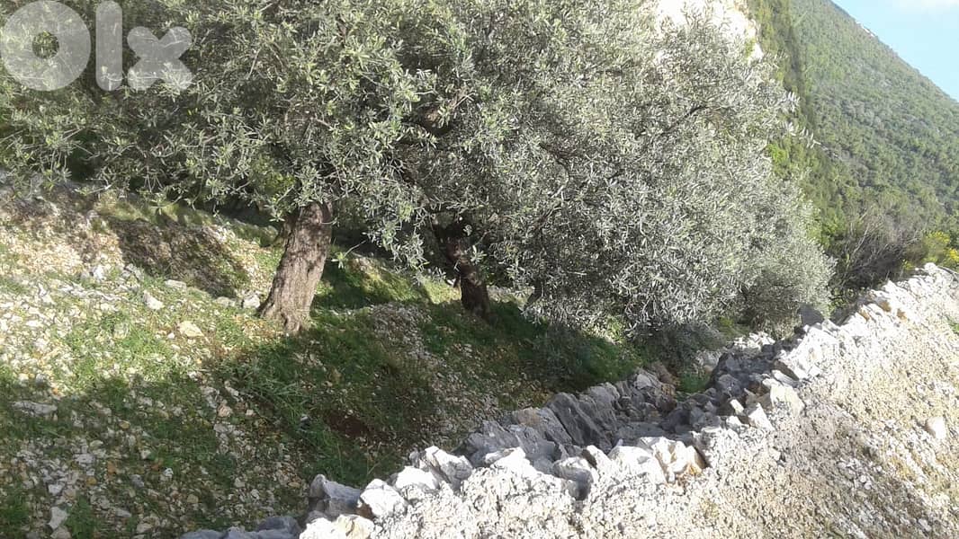RWB132DL - Land for sale in Chabtine Batroun 9