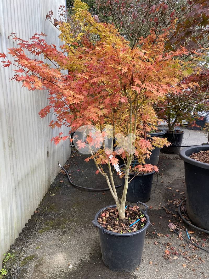 Big Orange Acer palmatum (Limited quantity) 0