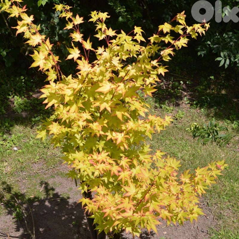 Big Yellow Acer palmatum (Limited quantity) 0