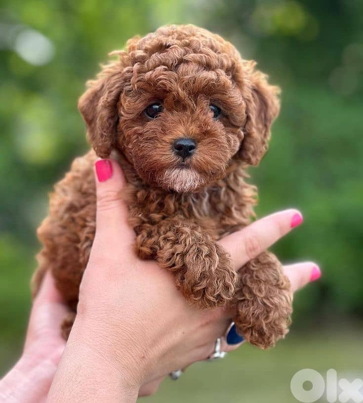 Adorable Poodle Puppies Available In Store & Delivery 0