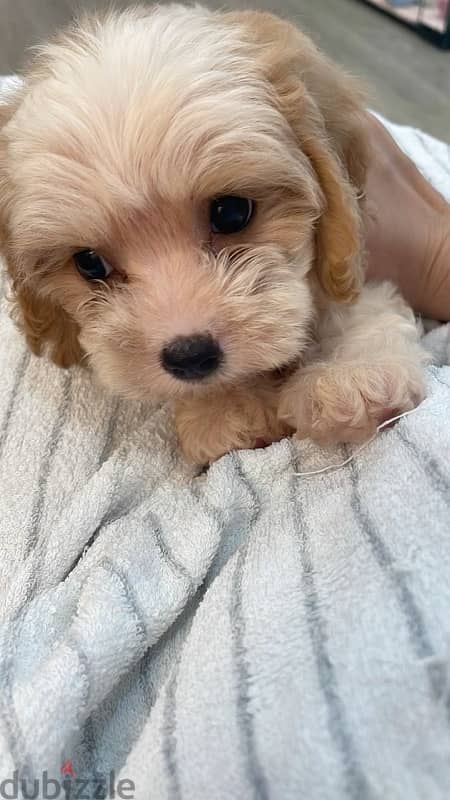 Imported Maltipoo puppy delivered 0