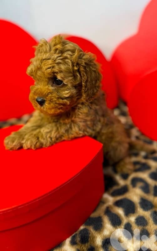 toy poodle Puppy Imported delivery 0