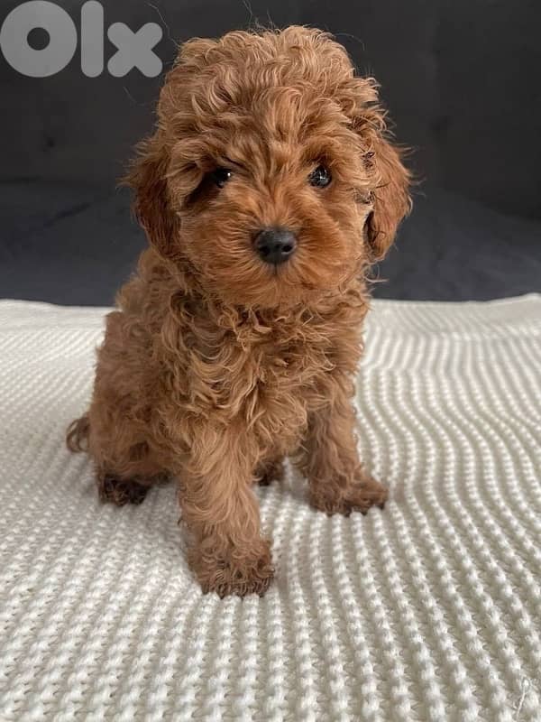 Toy Poodle Imported apricot 0