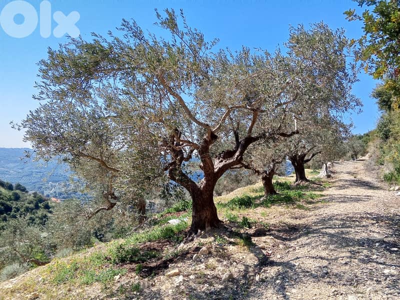 RWB133DL - Land for sale in Jrabta Batroun 0