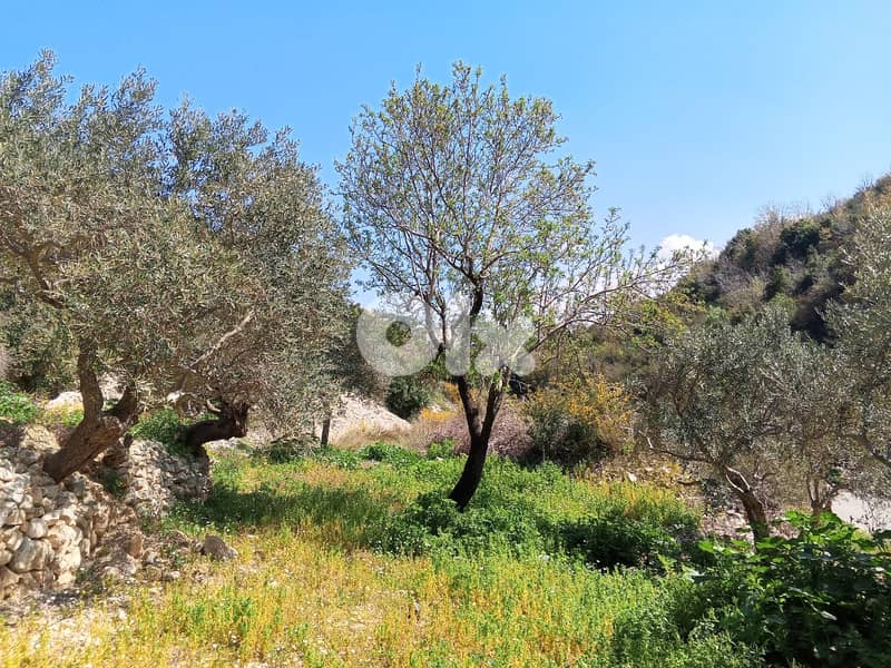 RWB133DL - Land for sale in Jrabta Batroun 1