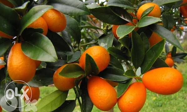 Turkish Kumquat good quality 0