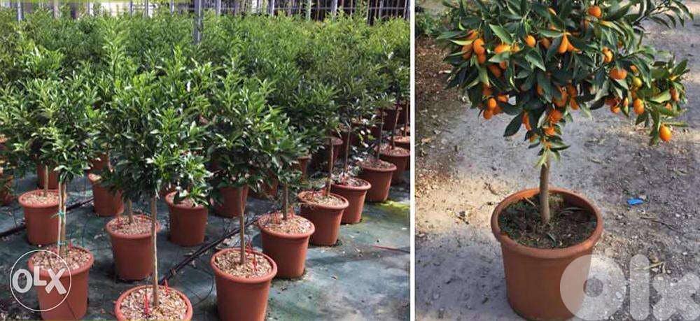 Turkish Kumquat good quality 1