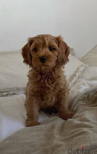 Mini Cavoodle Imported Available