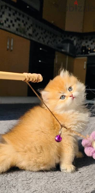 golden chinchilla ny11 long hair 1