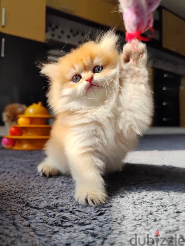 golden chinchilla ny11 long hair 2