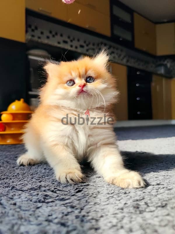 golden chinchilla ny11 long hair 3