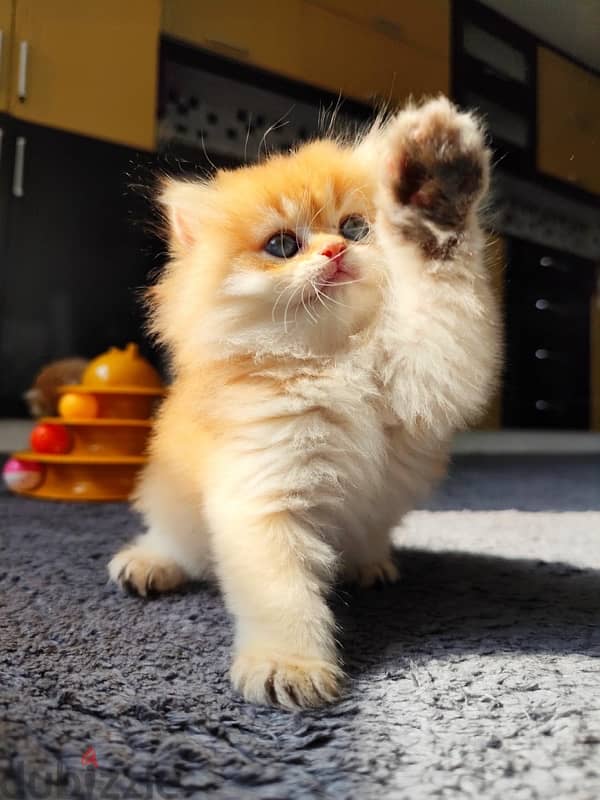 golden chinchilla ny11 long hair 4