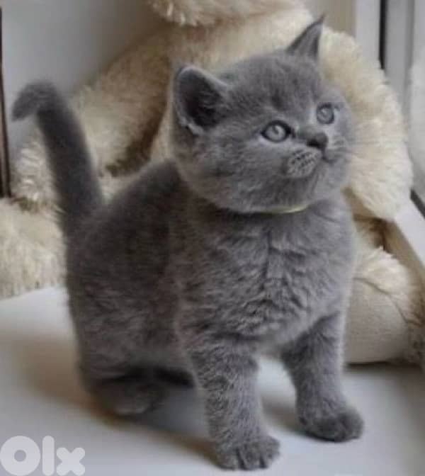 Adorable British Short Hair kitten light grey color Cat /Delivery /قطط 0