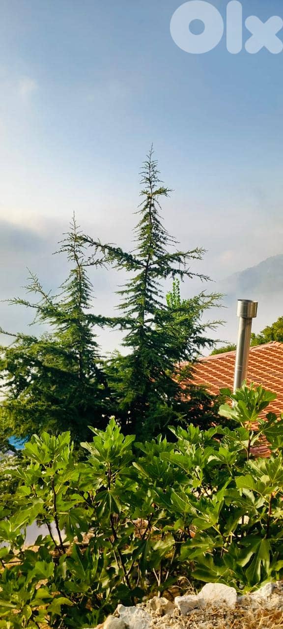 Land with an Old House in Chahtoul - أرض مع منزل قديم في شحتول 8