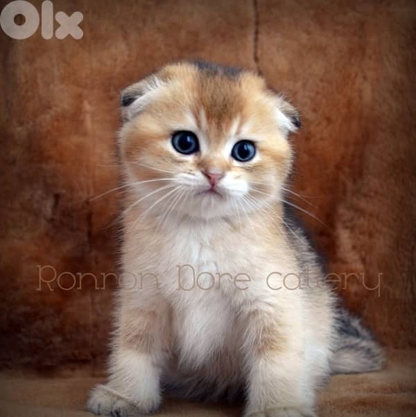 golden chinchilla scottish Fold Kitten imported 0
