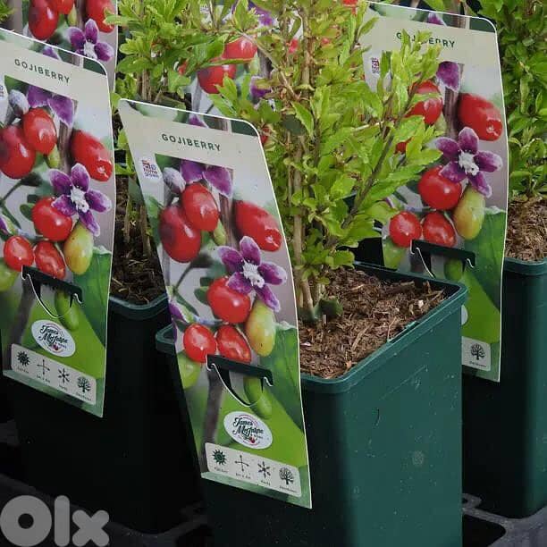 Spanish Goji Berry plants 1