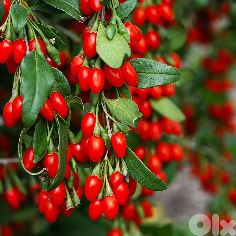 Spanish Goji Berry plants 2
