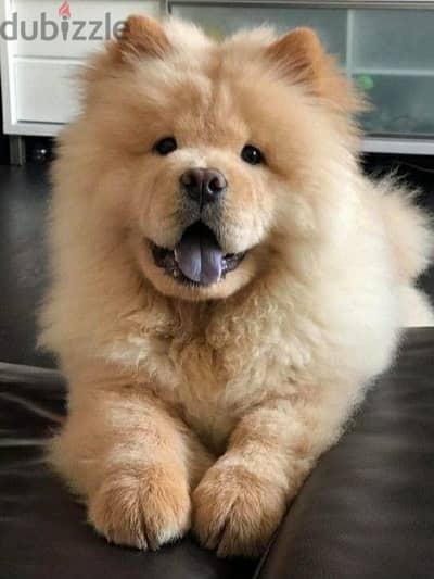 Chow Chow Puppies Available in Store – Cute, Fluffy,Loyal
