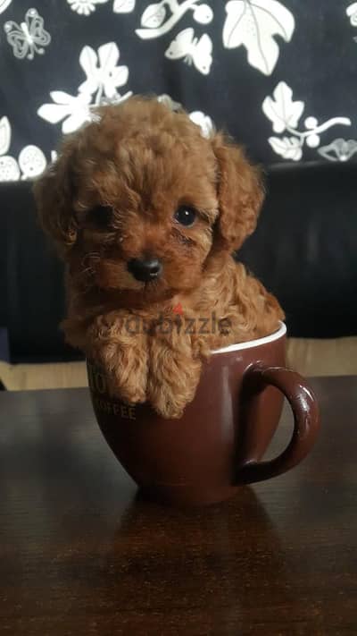 Cute Poodle Puppies – Reserve Your Perfect Companion Today!